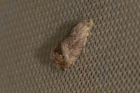 Cydia splendana