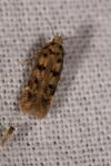 Bryotropha