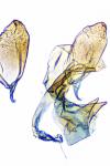 Bucculatrix ulmella