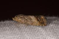 Cydia splendana
