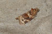 Argyrotaenia ljungiana