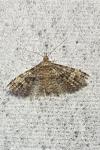 Alucita hexadactyla
