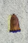Archips podana