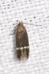 Aproaerema albifrontella