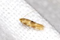 Bucculatrix ulmella