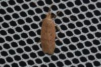 Bryotropha