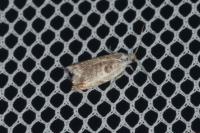 Ancylis laetana