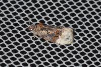 Apotomis betuletana