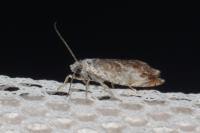 Ancylis laetana