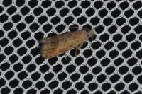 Cydia gr. succedana