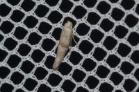 Cedestis subfasciella
