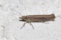 Ypsolopha ustella