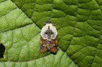 Acleris variegana