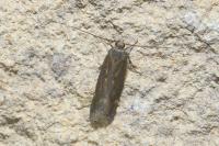 Aroga velocella