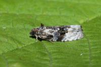 Apotomis betuletana