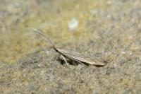 Coleophora