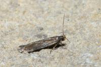 Aroga velocella