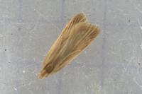 Helcystogramma rufescens
