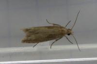 Eucosma obumbratana