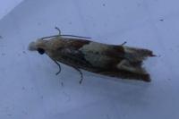 Eucosma conterminana