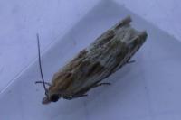 Eucosma gr. cana