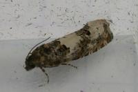 Epiblema scutulana