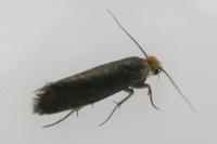 Cephimallota crassiflavella