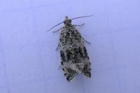 Celypha lacunana