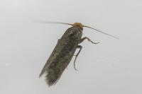 Cephimallota crassiflavella