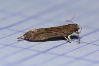 Scrobipalpa acuminatella