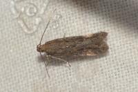 Scrobipalpa acuminatella