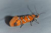 Promalactis procerella