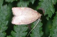 Carcina quercana