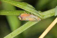 Dichrorampha