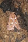 Triodia sylvina