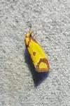 Agapeta zoegana