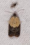 Acleris variegana