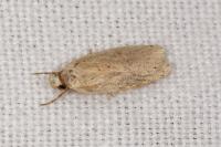 Agonopterix