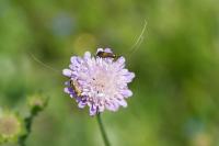 Nemophora metallica