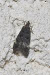 Dichomeris alacella