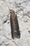 Aroga velocella