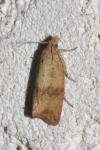 Celypha striana
