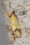 Agapeta zoegana