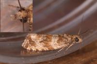 Celypha cespitana