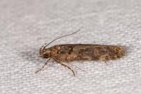 Teleiopsis diffinis