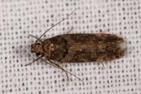 Teleiopsis diffinis