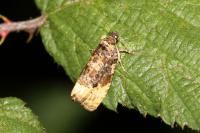Hedya ochroleucana