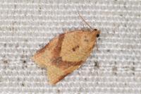Clepsis consimilana
