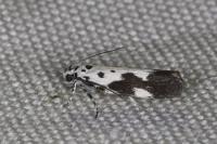Ethmia quadrillella quadrilella