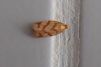 Clepsis pallidana
